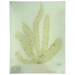 John Derian Tableware Seaweed (CLXIII) Rectangular Tray