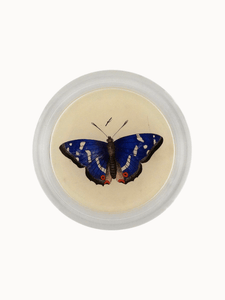 John Derian Tabletop Purple Emperor Butterfly Coaster
