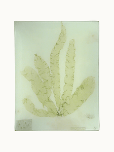 John Derian Tableware Seaweed (CLXIII) Rectangular Tray