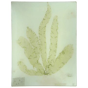 John Derian Tableware Seaweed (CLXIII) Rectangular Tray